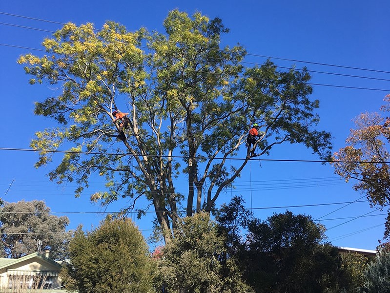 Powerline clearing services