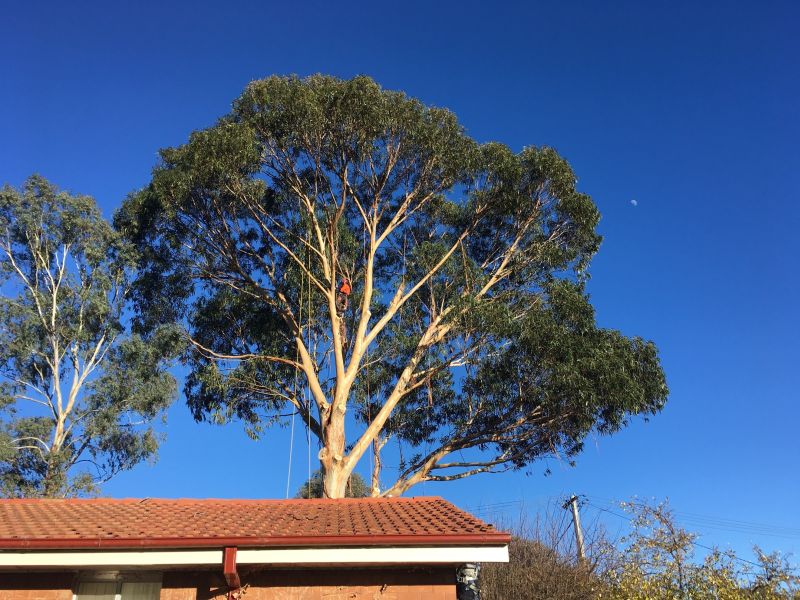 Professional tree removal in Canberra