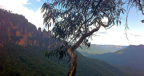 ACT Tree Felling team at work