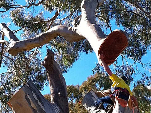Arborist climbing