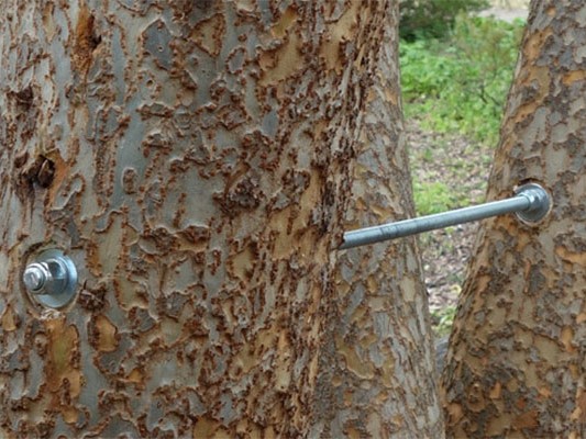 Pruning & Dead-Wooding